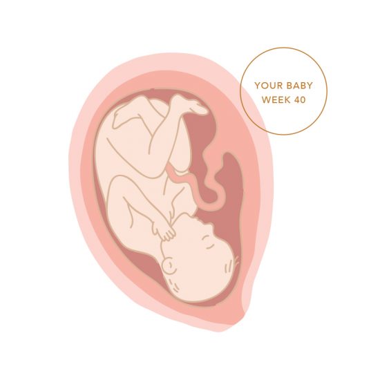 Illustration of Baby During Week 40 of Pregnancy