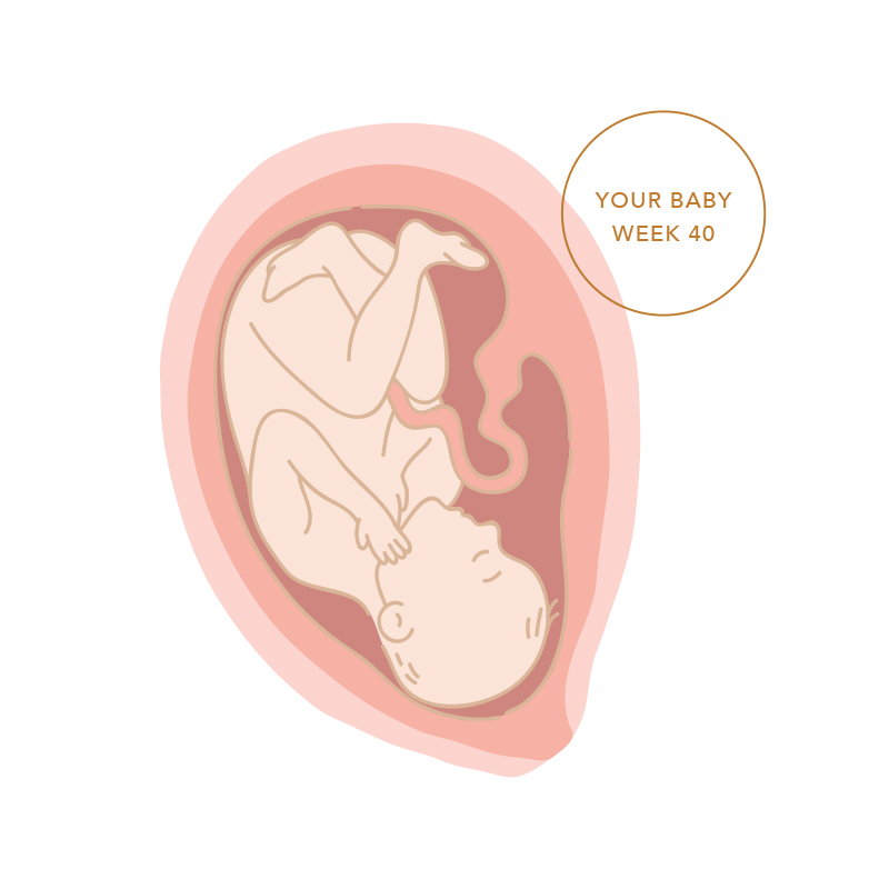 Week 40 of Pregnancy | Symptoms & Baby's Development