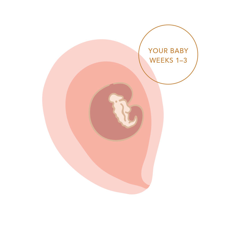 Weeks 1-3 of Pregnancy  Ovulation, Fertilisation & Conception