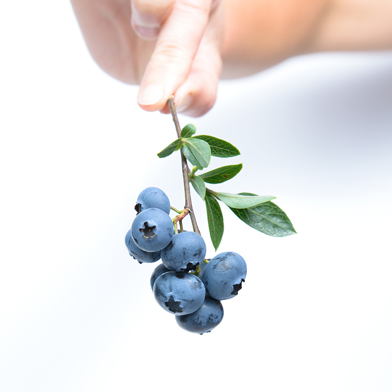 By week 7 of pregnancy, your baby is the size of a blueberry