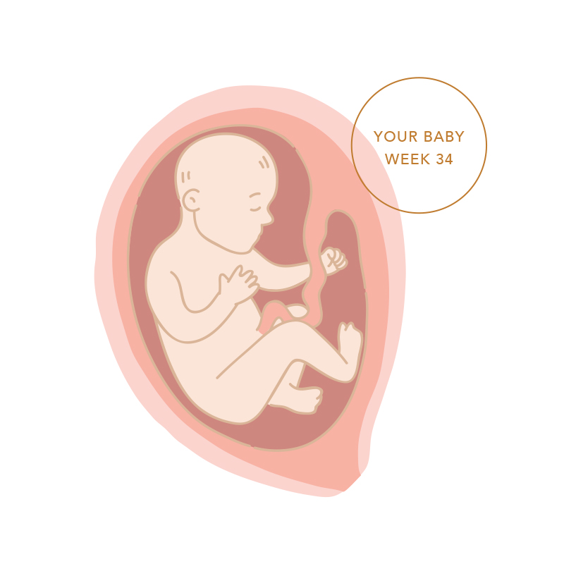 Illustration of baby at 34 weeks of pregnancy