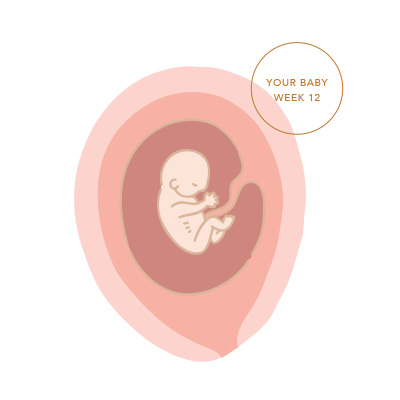 Illustration of baby at week 12 of pregnancy