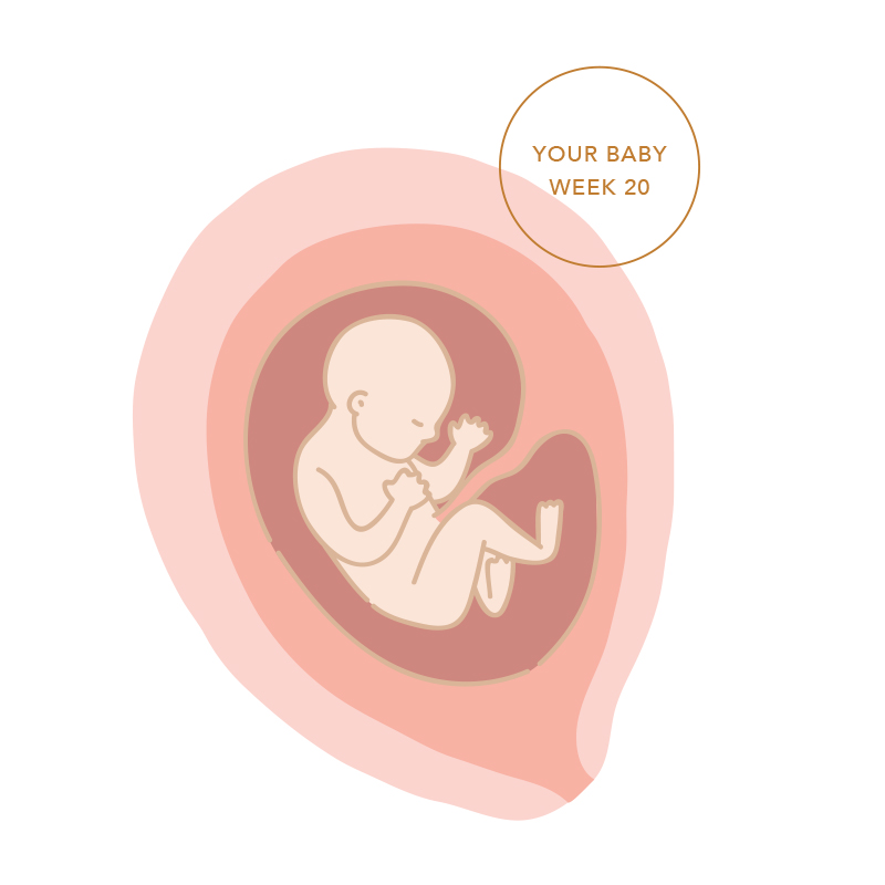 Illustration of baby at 20 weeks pregnant