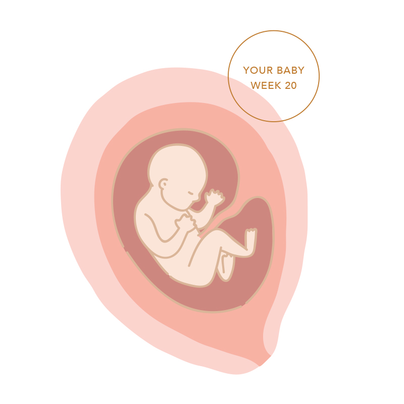 Weeks 1-3 of Pregnancy  Ovulation, Fertilisation & Conception