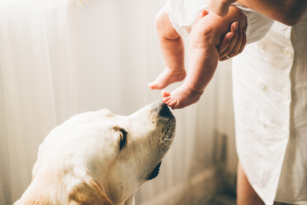 Dog sniffing baby's feet